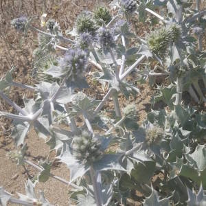 Photographie n°2146586 du taxon Eryngium maritimum L. [1753]