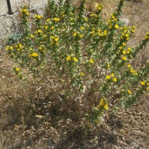 Photographie n°2146599 du taxon Scolymus hispanicus L. [1753]