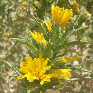 Photographie n°2146600 du taxon Scolymus hispanicus L. [1753]