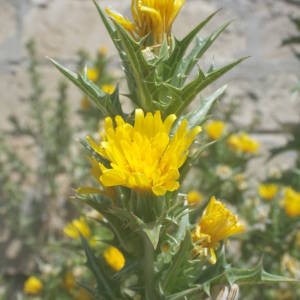 Photographie n°2146601 du taxon Scolymus hispanicus L. [1753]
