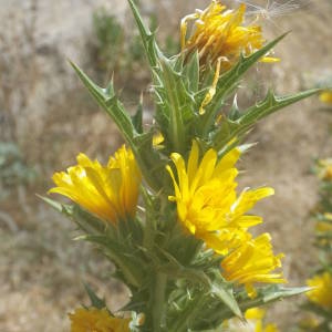 Photographie n°2146602 du taxon Scolymus hispanicus L. [1753]