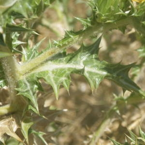 Photographie n°2146603 du taxon Scolymus hispanicus L. [1753]