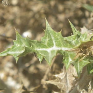 Photographie n°2146604 du taxon Scolymus hispanicus L. [1753]
