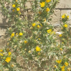 Photographie n°2146605 du taxon Scolymus hispanicus L. [1753]