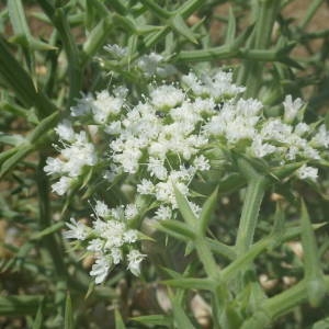 Photographie n°2146639 du taxon Echinophora spinosa L. [1753]