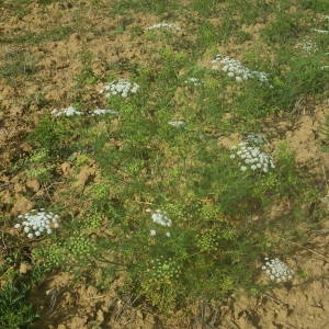 Photographie n°2146672 du taxon Visnaga daucoides Gaertn. [1788]