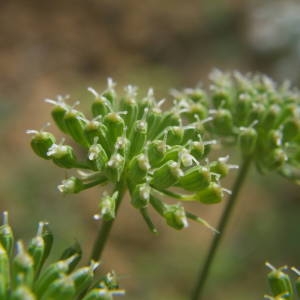 Photographie n°2146674 du taxon Visnaga daucoides Gaertn. [1788]