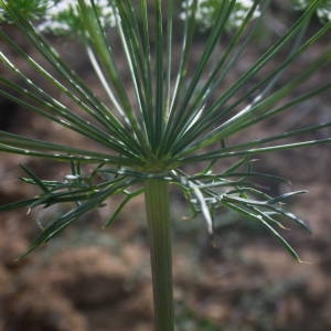 Photographie n°2146675 du taxon Visnaga daucoides Gaertn. [1788]