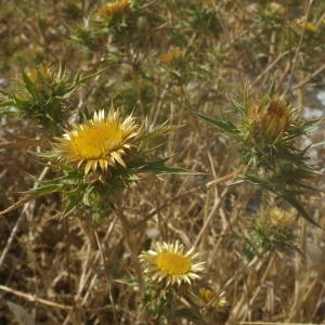 Photographie n°2146701 du taxon Carlina corymbosa L. [1753]