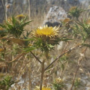 Photographie n°2146704 du taxon Carlina corymbosa L. [1753]