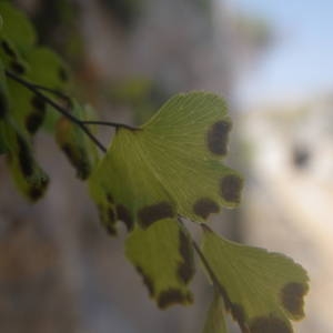 Photographie n°2146711 du taxon Adiantum capillus-veneris L. [1753]