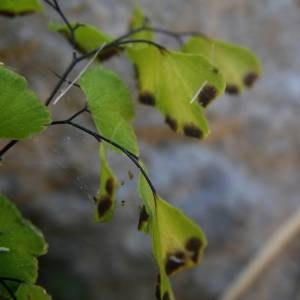 Photographie n°2146712 du taxon Adiantum capillus-veneris L. [1753]