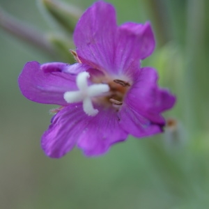 Photographie n°2146724 du taxon Epilobium hirsutum L. [1753]