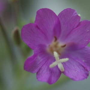 Photographie n°2146725 du taxon Epilobium hirsutum L. [1753]