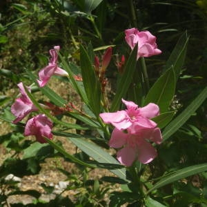 Photographie n°2146811 du taxon Nerium oleander L. [1753]