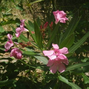Photographie n°2146812 du taxon Nerium oleander L. [1753]