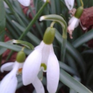 Photographie n°2146821 du taxon Galanthus nivalis L. [1753]