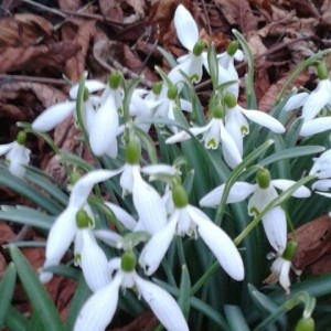 Photographie n°2146822 du taxon Galanthus nivalis L. [1753]