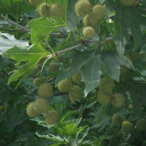 Photographie n°2146824 du taxon Platanus orientalis L. [1753]