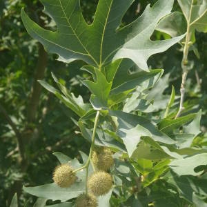 Photographie n°2146825 du taxon Platanus orientalis L. [1753]