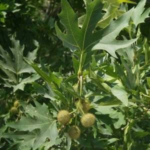 Photographie n°2146826 du taxon Platanus orientalis L. [1753]