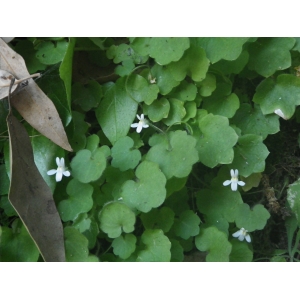 Cymbalaria pubescens (C.Presl) Cufod.