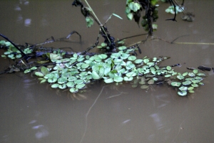 Liliane Roubaudi, le  5 mars 2009 (Malaisie (rivière Kinabatangan))