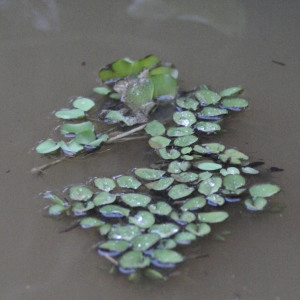 Salvinia europaea Desv. (Marsilée nageante)