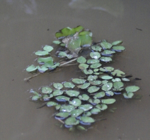 Liliane Roubaudi, le  5 mars 2009 (Malaisie (rivière Kinabatangan))