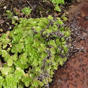 Photographie n°2146951 du taxon Phedimus stellatus (L.) Raf. [1817]