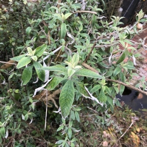 Photographie n°2146966 du taxon Buddleja davidii Franch. [1887]