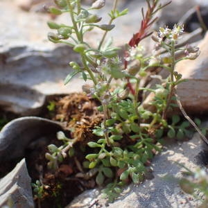 Photographie n°2147067 du taxon Hornungia petraea (L.) Rchb. [1838]