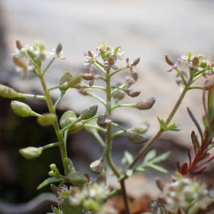 Photographie n°2147068 du taxon Hornungia petraea (L.) Rchb. [1838]