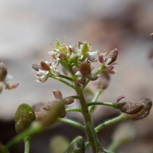 Photographie n°2147069 du taxon Hornungia petraea (L.) Rchb. [1838]