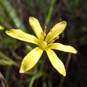 Photographie n°2147087 du taxon Gagea lacaitae A.Terracc. [1904]