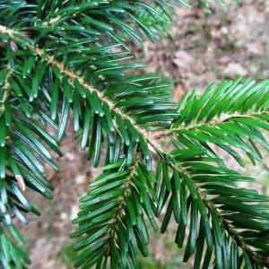 Photographie n°2147096 du taxon Abies alba Mill. [1768]