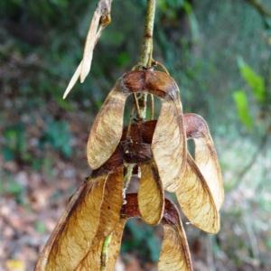 Photographie n°2147103 du taxon Acer pseudoplatanus L.