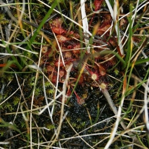 Photographie n°2147132 du taxon Drosera x obovata Mert. & W.D.J.Koch [1826]