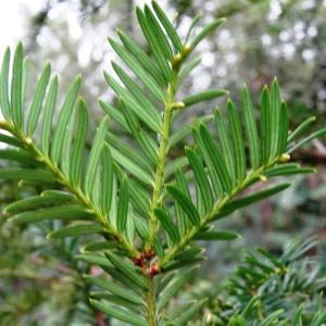 Photographie n°2147148 du taxon Taxus baccata L. [1753]