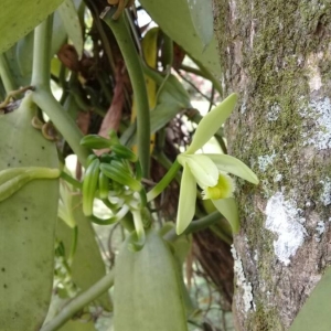 Photographie n°2147166 du taxon Vanilla planifolia Andrews