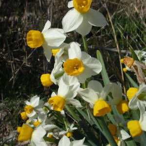 Photographie n°2147187 du taxon Narcissus tazetta L. [1753]