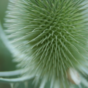 Photographie n°2147262 du taxon Dipsacus fullonum L. [1753]