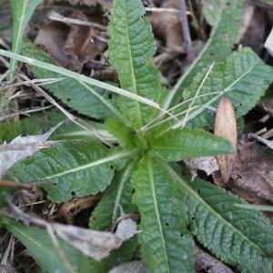 Photographie n°2147266 du taxon Dipsacus fullonum L. [1753]