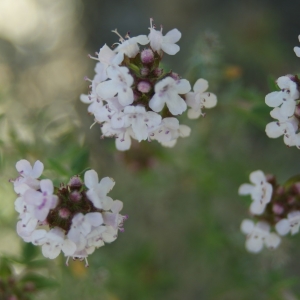 Photographie n°2147278 du taxon Thymus vulgaris L. [1753]