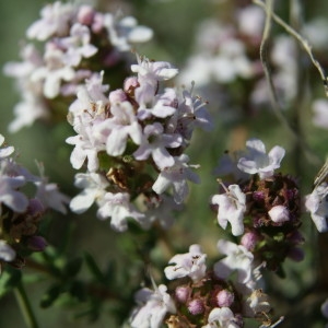 Photographie n°2147280 du taxon Thymus vulgaris L. [1753]