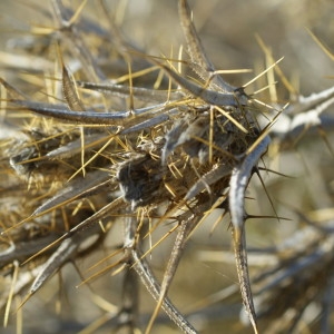 Photographie n°2147319 du taxon Scolymus hispanicus L. [1753]