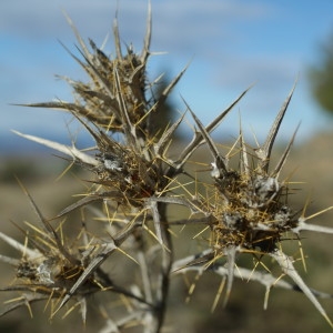 Photographie n°2147320 du taxon Scolymus hispanicus L. [1753]