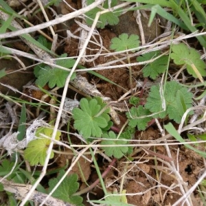 Photographie n°2147329 du taxon Geranium molle L. [1753]