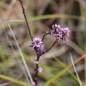 Photographie n°2147419 du taxon Iberis linifolia L. [1759]