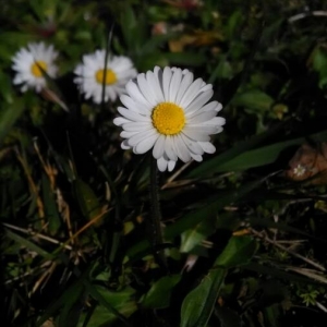 Photographie n°2147428 du taxon Bellis perennis L.